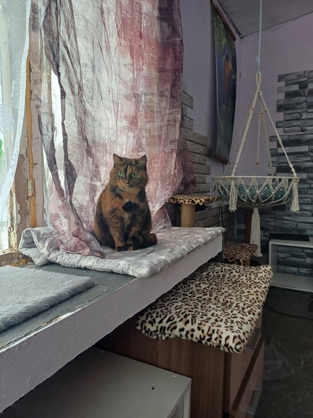 Передержка животных