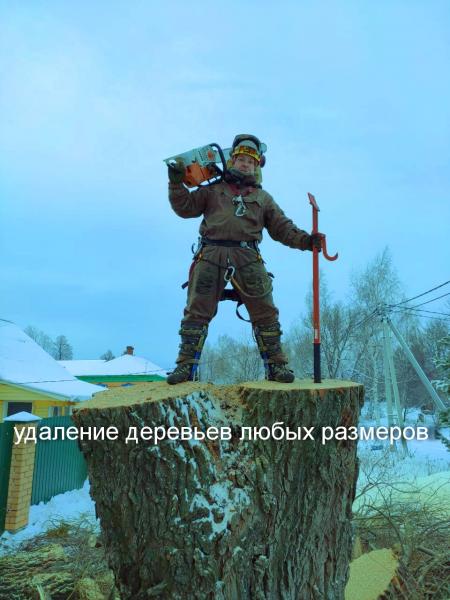 Максим Юрьевич Уханов:  Спилить, обрезать любое дерево.