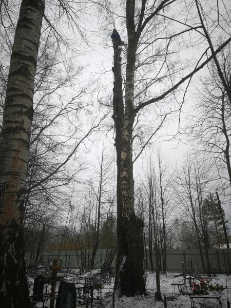 Удаление деревьев