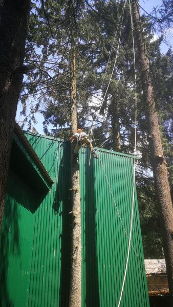 Илья:  Удаление деревьев пней аренда измельчителя веток 