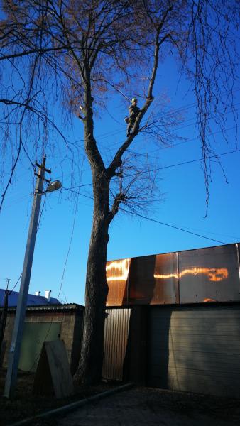 Удаление деревьев