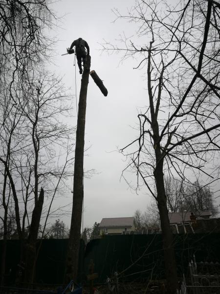 Удаление деревьев