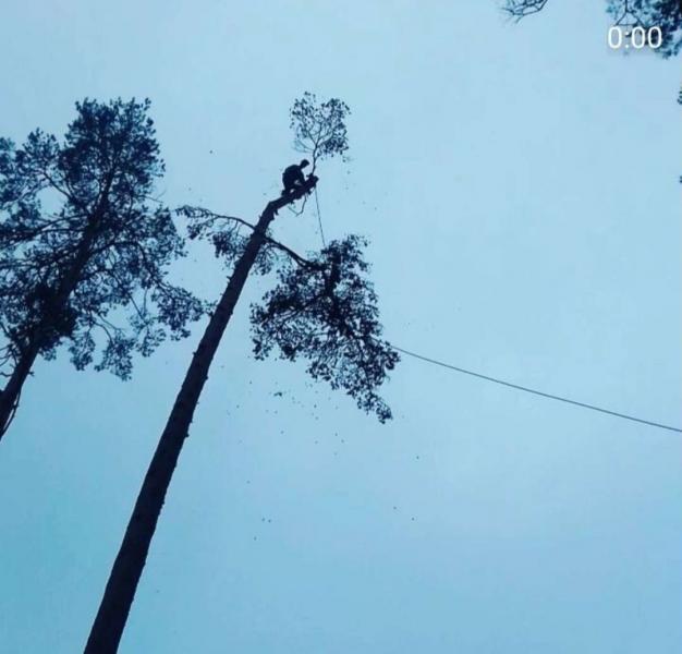 Азизбек:  Спилит дерево