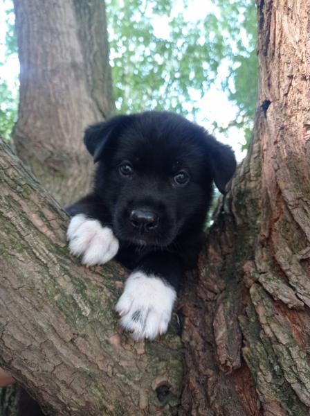 Выгул собак. Прогулка с собакой. Погуляю с вашей собачкой