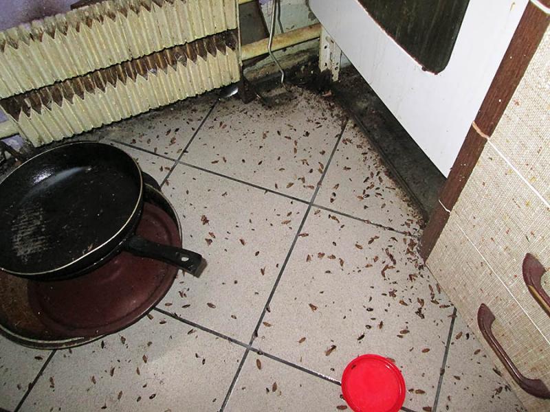 Виталий:  Уничтожение тараканов