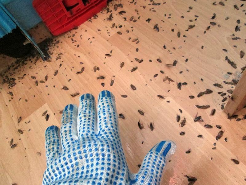 Виталий:  Уничтожение тараканов