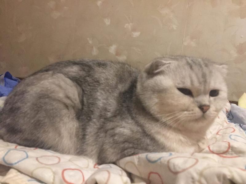 Юлия:  Вязка вислоухого шотландского кота