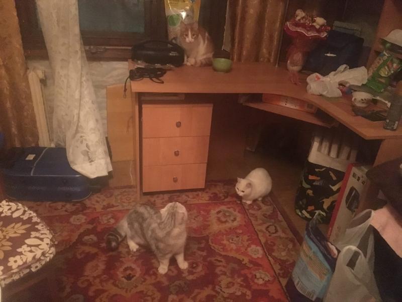 Юлия:  Передержка котов и кошек