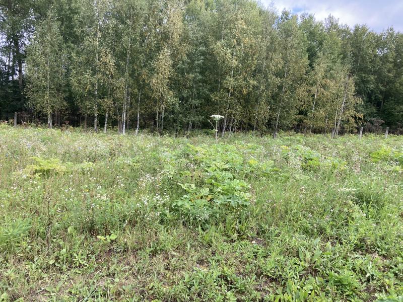 Максим:  Скосить траву в Солнечногорском районе