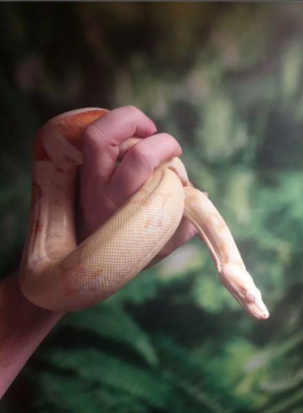 Snake Museum:  Аренда змей и другой экзотики
