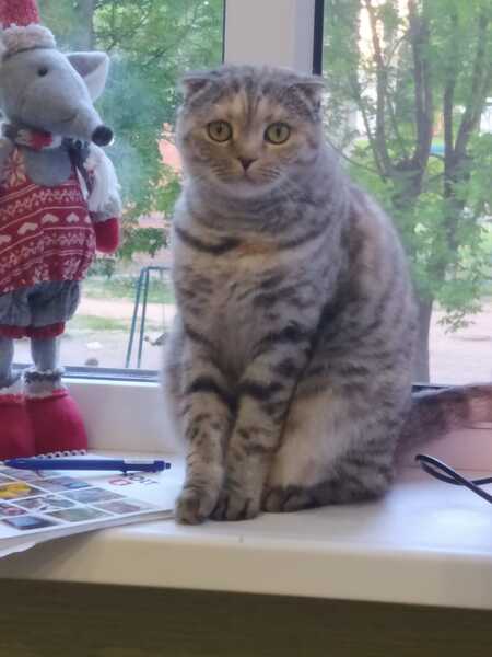 Добрая передержка ваших питомцев