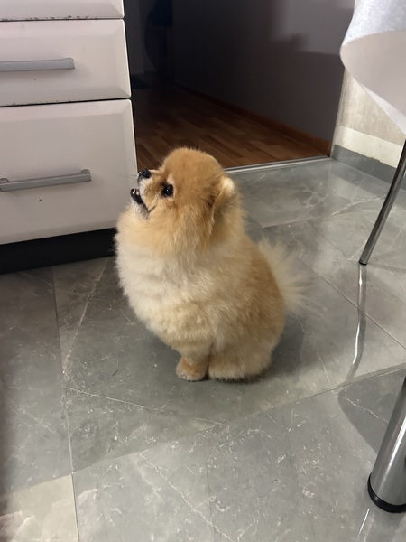 Померанский мини шпиц, взрослый кабель готов для вязки