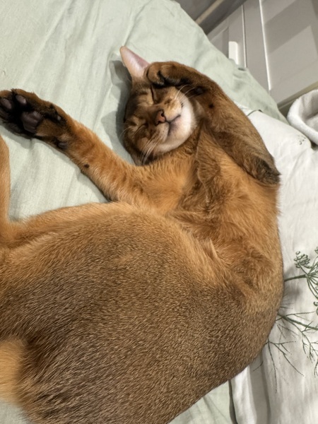 Передержка животных