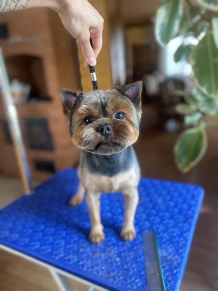 Стрижка собак и кошек. Экспресс-линька