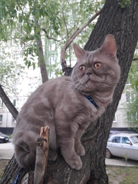 Борис Михайлович.:  кот ищет кошку