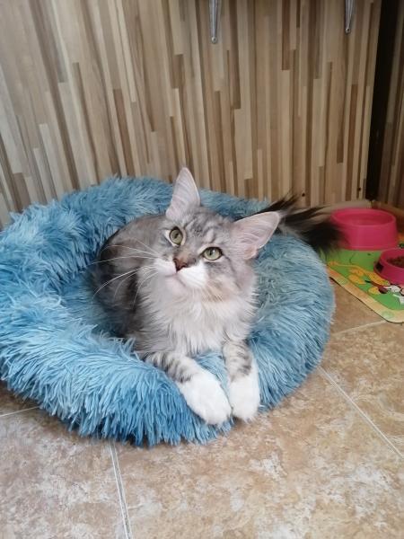 Зоогостиница. Передержка домашних животных 