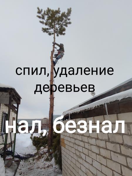 Николай:  Спил деревьев, арборист
