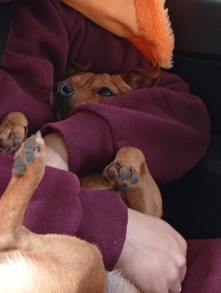 Выгул собак с 16 лет