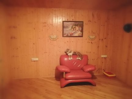 Передержка кота без прививок