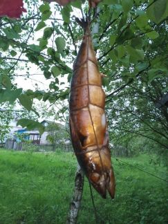 Рыба Калуга Фото Цена Рыба Калуга Фото Цена