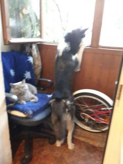 Передержка кота без прививок