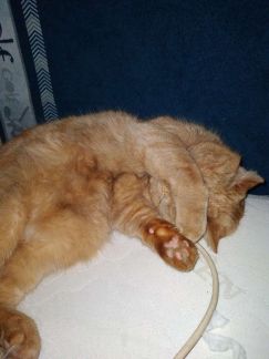Передержка кота без прививок