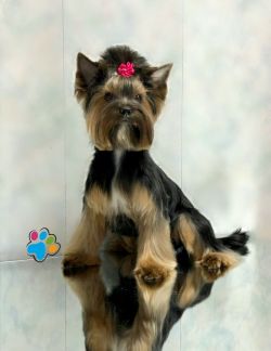 груминг миасс собак