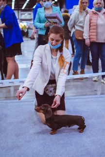 Анастасия:  Хендлер. Показ собак на выставках. Дрессировка