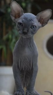 Передержка кота без прививок