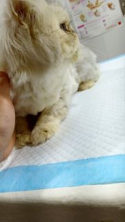 Василиса:  Ветеринарный врач кастрация животных