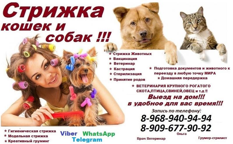 Ольга:  Стрижка кошек и собак выезд в Черное и домашняя передержка