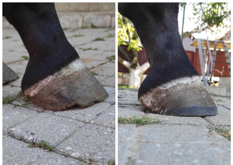 Тимур:  Ортопедическая расчистка и ковка копыт