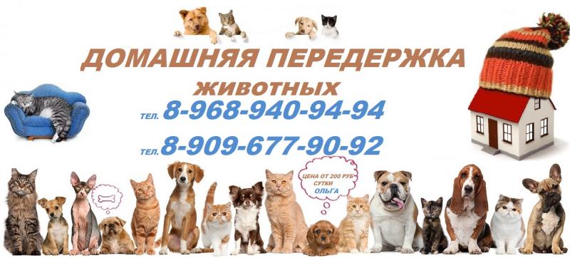 Ольга:  Стрижка кошек и собак в Богородское домашняя передержка