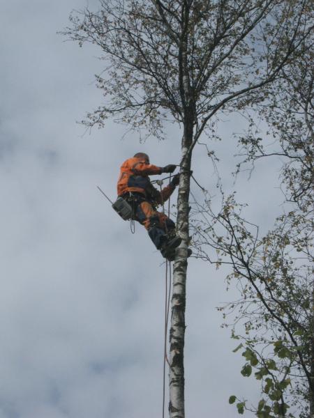 Сергей:  Спилить дерево любой сложности. Промышленные альпинисты