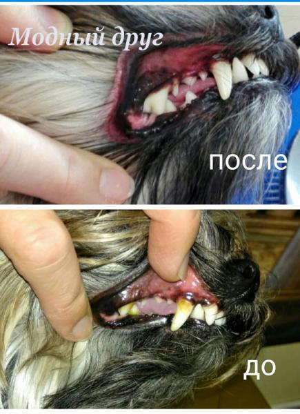Зоосалон Модный друг:  Стрижка собак и кошек. Чистка зубов. Озонотерапия.