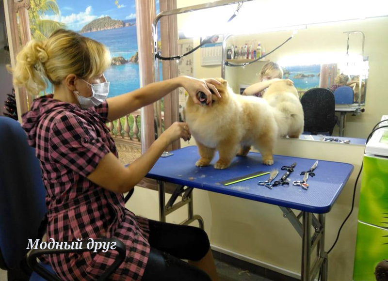 Зоосалон Модный друг:  Стрижка собак и кошек. Чистка зубов. Озонотерапия.