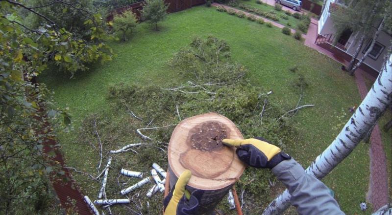 Артём:  Расчистка участков, удаление деревьев, демонтаж