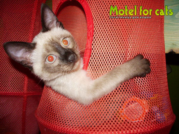 Олег:  Гостиница для кошек,  грызунов,  птиц "Motel for cats" 