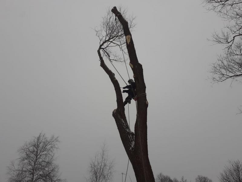 Ваш Альпинист:  Спил и обрезка деревьев по частям  Раменское. 