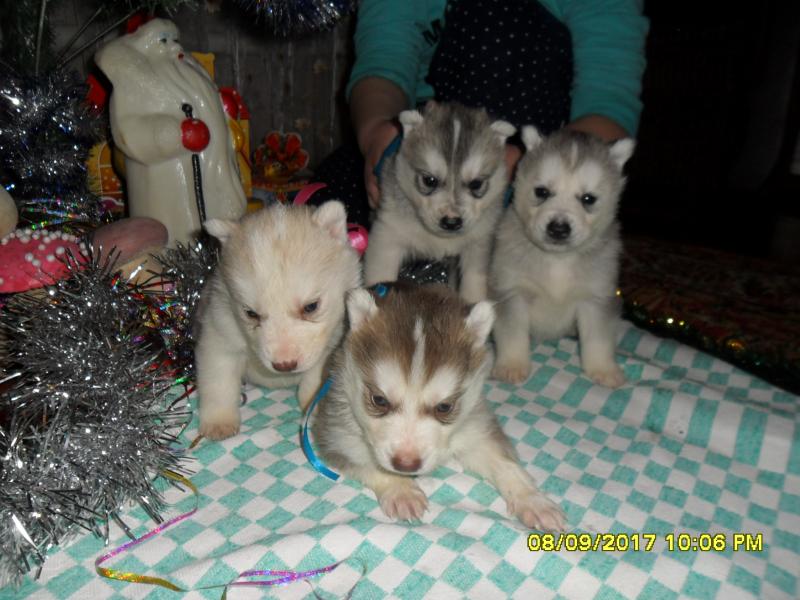 Юлия:  Продаются щенки сибирской хаски