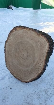 Азамат:  Деревянные спилы (дуб, береза, липа)