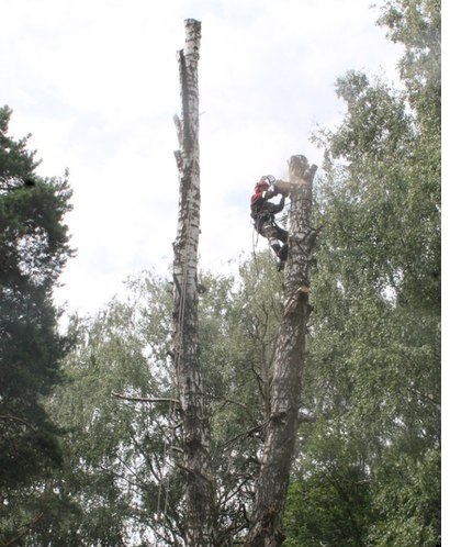 Денис:  Спилить деревья в Звенигороде