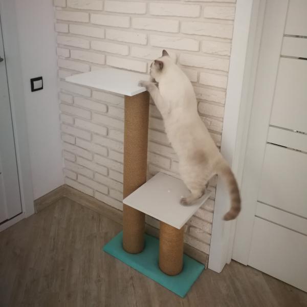 Анастасия:  Передержка / Cat-Tsap - гостиница для кошек