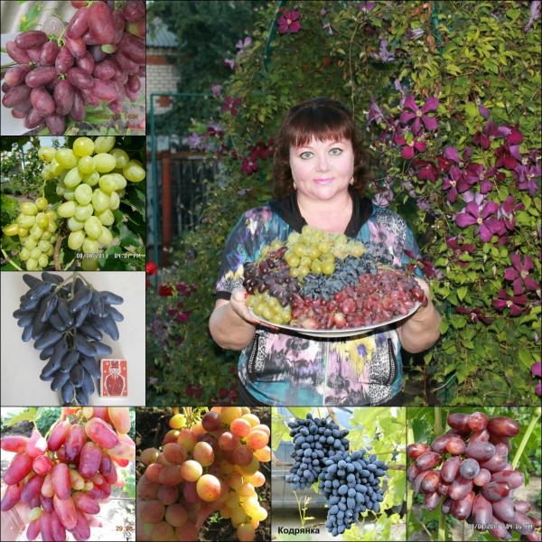 Инна Тахаув:  Саженцы винограда ,хризантемы