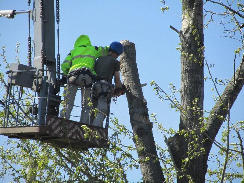 Николай:  Удаление деревьв в Туапсе