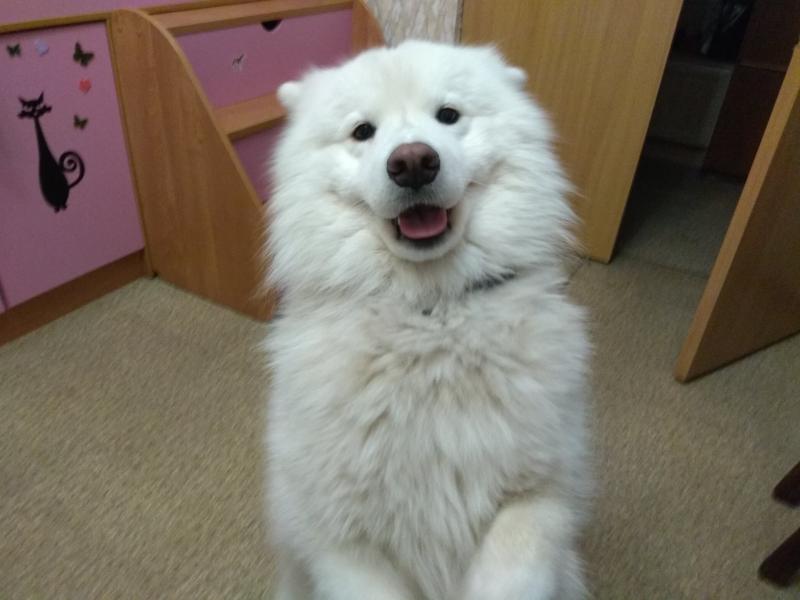 Передержка, Зоогостиница, Зооняня, Догситтер.