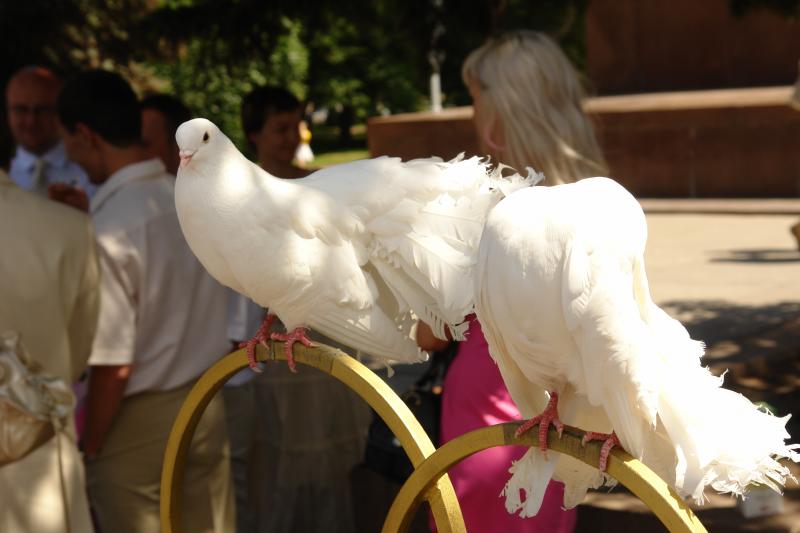 евгений:  голуби на свадьбу