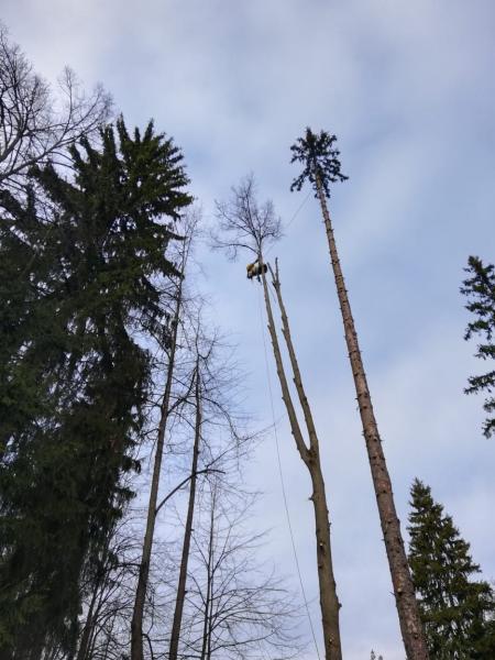 Ваш Альпинист:  в Пушкино Спил и обрезка деревьев. Обработка от Короеда. 