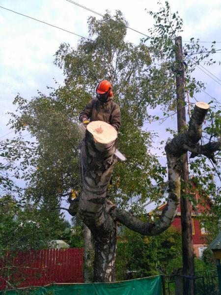 Андрей Рудой:  Расчистка участков от деревьев во Всеволожске