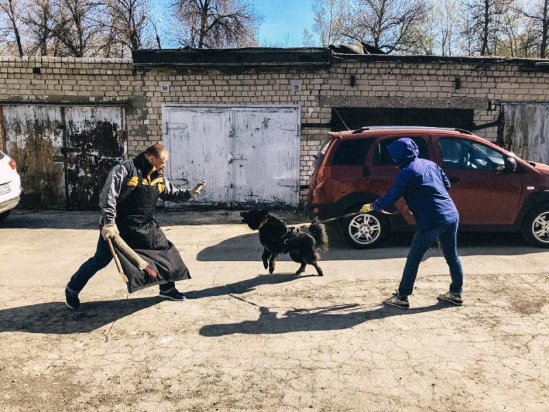 Алена:  Дрессировка собак в Самаре | Услуги кинолога